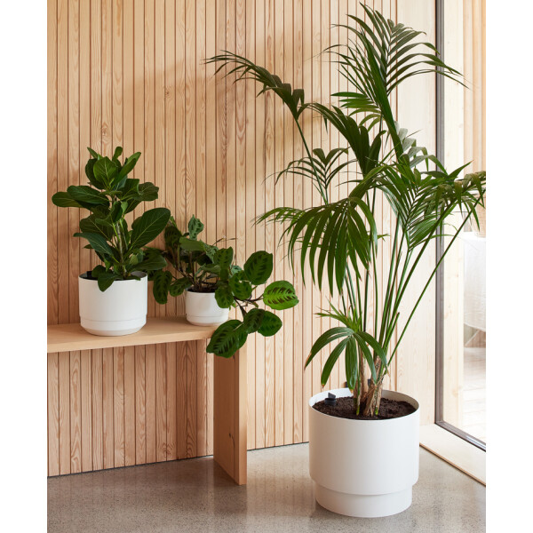 orthex Blumentopf PAULINA, Durchmesser: 170 mm, schwarz