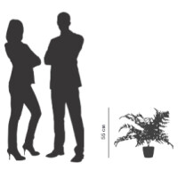 PAPERFLOW Kunstpflanze "Farn", Höhe: 550 mm