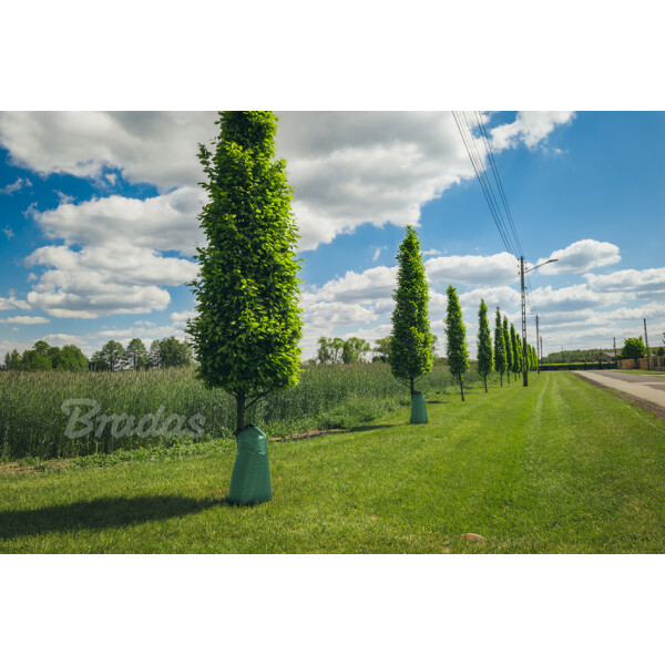 Bradas Bewässerungssack für Bäume, PVC, 75 Liter, grün