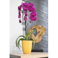 EDA Übertopf IRIS, Durchmesser: 125 mm, elfenbein