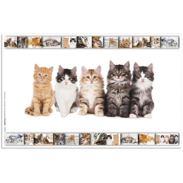 HERMA Schreibunterlage "Katzen", (B)550 x (H)350 mm