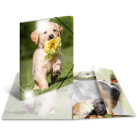 HERMA Eckspannermappe "Koala", PP Glossy, DIN A4