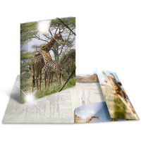 HERMA Eckspannermappe "Koala", PP Glossy, DIN A4