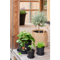 orthex Blumentopf CULTIVATE, Durchmesser: 300 mm, schwarz