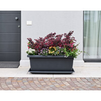 tera Pflanztrog "Tikal", Breite: 620 mm, anthrazit