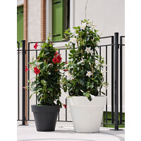 tera Pflanzgefäß "Standard One 50",...