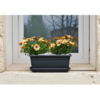 tera Blumenkasten "Nara", Breite: 600 mm, anthrazit